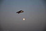 dsc_8911_t1.jpg
